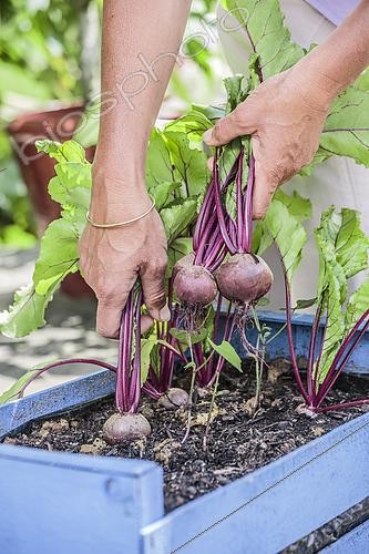 Biosphoto | 2570028 | Harvesting beet grown in a jardiniere (a recycled crate). | &copy; Jean-Michel Groult / Biosphoto