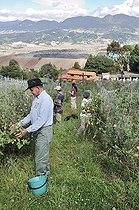 Biosphoto | 1610323 | Harvesting Cape gooseberries (Physalis peruviana), Mochuelo Alto, Bogota, Colombia, South America | &copy; Florian Kopp / imageBROKER / Biosphoto