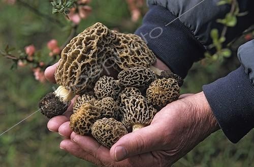 Biosphoto | 1797037 | Harvesting Classic Yellow Morels France  | &copy; Yves Lanceau / Biosphoto