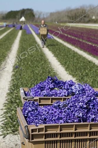 Biosphoto | 2075947 | Harvesting flowers in a field of Hyacinth (Hyacinthus orientalis), Sarl Kaandorp, Plomeur, Finistère, Bretagne, France | &copy; Frédéric Tournay / Biosphoto