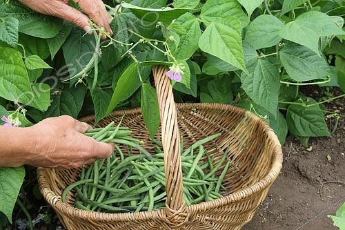 Biosphoto | 2136030 | Harvesting Green Beans in a Family Organic Vegetable Garden, Brittany, France | &copy; Jean Mayet / Biosphoto