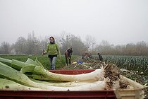 Biosphoto | 2450846 | Harvesting leeks at an organic market gardener, one morning in November, France | &copy; Patricia Méaille / Biosphoto