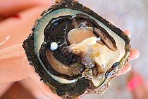 Biosphoto | 2041950 | Harvesting of a black pearl -Rangiroa  French Polynesia | &copy; Laurent Lhoté / Biosphoto