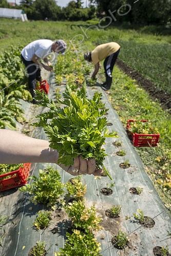 Biosphoto | 2565321 | Harvesting parsley in the Les Pot'iront community garden in Décines. Shared garden and planting in open fields. The garden enables members to buy baskets of organic vegetables at a lower cost, Décines, Grand Lyon, France. | &copy; Antoine Boureau / Biosphoto