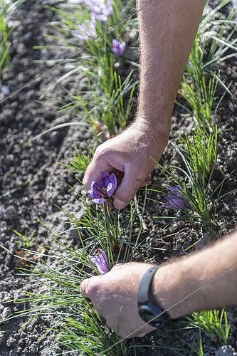 Biosphoto | 2455470 | Harvesting saffron flowers (Crocus sativus) to harvest saffron in autumn, Pas-de-Calais, France | &copy; Yann Avril / Biosphoto
