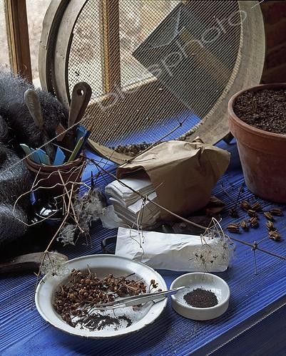 Biosphoto | 987607 | Harvesting seeds ; Récolte des graines | &copy; Gilles Le Scanff & Joëlle-Caroline Mayer / Biosphoto