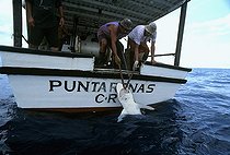 Biosphoto | 1251356 | Hauling in Blacktip Shark caught on long line Cocos Island | &copy; Jeffrey Rotman / Biosphoto