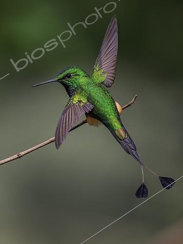 Biosphoto | 2608613 | Haut-de-chausses de Bolivie (Ocreatus addae), mâle déployant ses ailes, route de Manu, Pérou | &copy; Ignacio Yufera / Biosphoto
