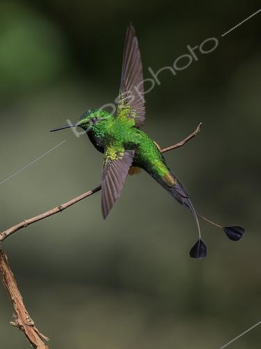 Biosphoto | 2608910 | Haut-de-chausses de Bolivie (Ocreatus addae), mâle déployant ses ailes, route de Manu, Pérou | &copy; Ignacio Yufera / Biosphoto