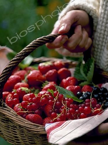 Biosphoto | 1480942 | Havest of red fruits in a garden | &copy; Gilles Le Scanff & Joëlle-Caroline Mayer / Biosphoto