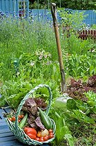 Biosphoto | 721051 | Havest of vegetables in an organic kitchen garden | &copy; Frédéric Didillon / Biosphoto
