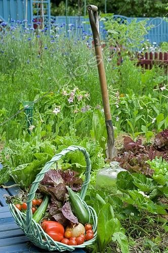 Biosphoto | 721051 | Havest of vegetables in an organic kitchen garden | &copy; Frédéric Didillon / Biosphoto