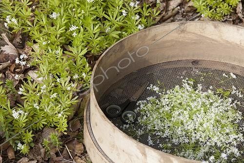 Biosphoto | 2007818 | Havest of woodruff flowers for making of May wine | &copy; H. Curtis / Biosphoto