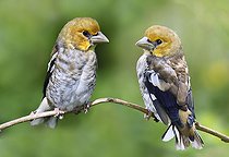 Biosphoto | 2545067 | Hawfinch (Coccothraustes coccothraustes) fledglings, Vosges du Nord Regional Nature Park, France | &copy; Michel Rauch / Biosphoto
