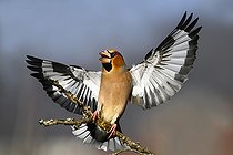 Biosphoto | 2496010 | Hawfinch (Coccothraustes coccothraustes) male landing on a branch, Vosges du Nord Regional Nature Park, France | &copy; Michel Rauch / Biosphoto