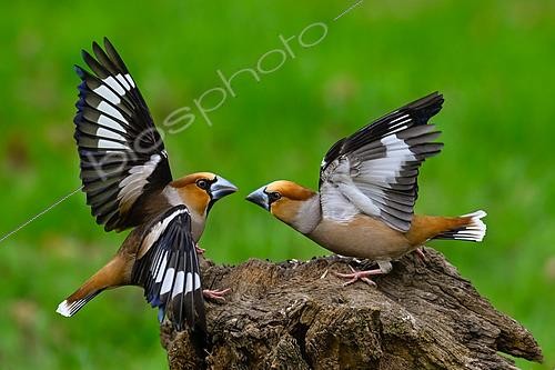Biosphoto | 2610492 | Hawfinch (Coccothraustes coccothraustes), male competition on a stump in the garden, Marbache, Lorraine, France. | © Stéphane Vitzthum / Biosphoto