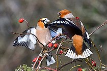 Biosphoto | 2445673 | Hawfinch (Coccothraustes coccothraustes) males fighting on a branch and rose hips, Regional Natural Park of Northern Vosges, France | &copy; Michel Rauch / Biosphoto
