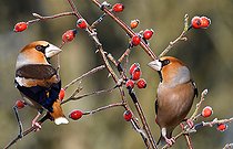 Biosphoto | 2445672 | Hawfinch (Coccothraustes coccothraustes) males on a branch and rose hips, Regional Natural Park of Northern Vosges, France | &copy; Michel Rauch / Biosphoto