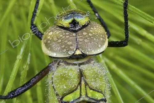 Biosphoto | 689834 | Hawker in drizzle Haute Savoie France ; Young imago after emergence.  | &copy; Jean-Philippe Delobelle / Biosphoto