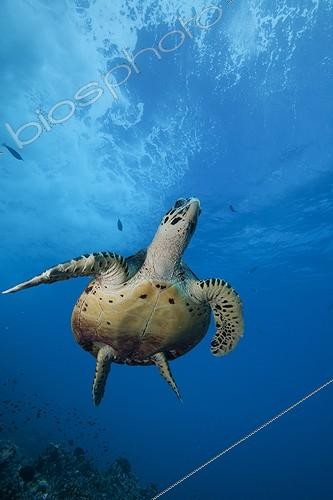 Biosphoto | 1622344 | Hawksbill turtle back to the surface to breathe Rangiroa | &copy; Yves Lefèvre / Biosphoto
