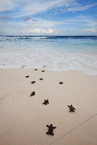 Biosphoto | 1621639 | Hawksbill turtle Hatchlings heading down beach to the sea | &copy; Martin Harvey / Biosphoto