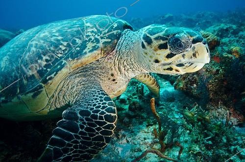 Biosphoto | 1620875 | Hawksbill turtle on the reef Yucatan Mexico | &copy; Gérard Soury / Biosphoto