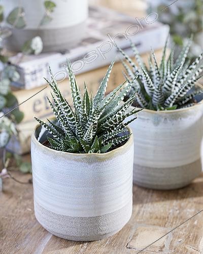 Biosphoto | 2494662 | Haworthia Big Band | &copy; ~Edelcactus BV / Visions Pictures / Biosphoto