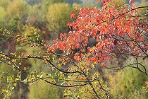 Biosphoto | 2411930 | Hawthorn (Crataegus monogyna) and European aspen (Populus tremula) in autumn, Regional Natural Park of Northern Vosges, France | &copy; Michel Rauch / Biosphoto