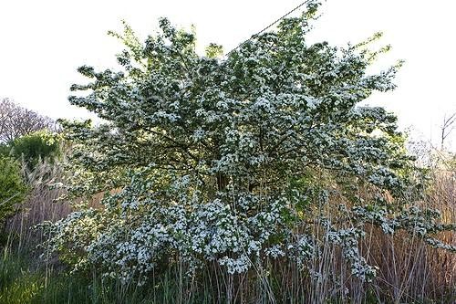 Biosphoto | 754787 | Hawthorn flowers in spring Provence France | &copy; Michel Gunther / Biosphoto