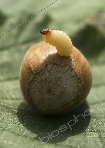 Biosphoto | 2041065 | Hazelnut Weevil larvae out of a Hazelnut - France | &copy; Monique Berger / Biosphoto
