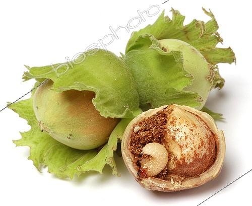 Biosphoto | 1647715 | Hazelnuts Weevil larvae in a hazelnut on white background | &copy; Sonia Dourlot / Biosphoto