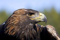 Biosphoto | 1451274 | Head portrait of a Golden Eagle | &copy; Joern Friederich / imageBROKER / Biosphoto