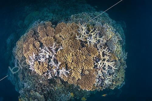 Biosphoto | 2619332 | Healthy coral potato at the drop-off spot of Saziley in the south of Mayotte. | &copy; Gabriel Barathieu / Biosphoto