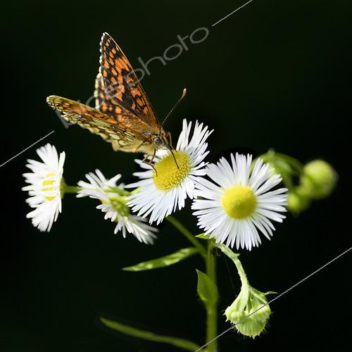 Biosphoto | 2602378 | Heath Fritillary (Melitaea athalia) foraging on a wild aster flower at the edge of a forest, Auvergne, France | &copy; Monique Morin / Biosphoto