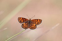 Biosphoto | 2582399 | Heath Fritillary (Melitaea athalia) in the garrigue overlooking Lac de Sainte-Croix, Les Salles-sur-Verdon at the end of July, in the Parc Naturel Régional du Verdon. France | &copy; Yves Noto Campanella / Biosphoto