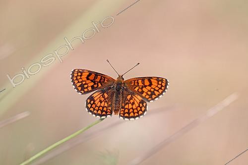 Biosphoto | 2582399 | Heath Fritillary (Melitaea athalia) in the garrigue overlooking Lac de Sainte-Croix, Les Salles-sur-Verdon at the end of July, in the Parc Naturel Régional du Verdon. France | &copy; Yves Noto Campanella / Biosphoto