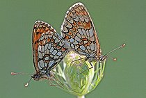 Biosphoto | 2582322 | Heath Fritillary (Melitaea athalia) mating on Wild Carrot (Daucus carota), in the garrigue overlooking Lac de Sainte-Croix, at Les Salles-sur-Verdon in early August, in the Var department, in the Provence-Alpes-Côte d'Azur region of France. France | &copy; Yves Noto Campanella / Biosphoto