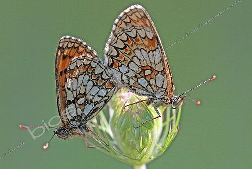 Biosphoto | 2582322 | Heath Fritillary (Melitaea athalia) mating on Wild Carrot (Daucus carota), in the garrigue overlooking Lac de Sainte-Croix, at Les Salles-sur-Verdon in early August, in the Var department, in the Provence-Alpes-Côte d'Azur region of France. France | &copy; Yves Noto Campanella / Biosphoto