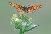 Biosphoto | 2582395 | Heath Fritillary (Melitaea athalia) on an asteraceae, in the garrigue overlooking Lac d'Esparron, at Esparron-du-Verdon in early July, in the Parc Naturel Régional du Verdon. France | &copy; Yves Noto Campanella / Biosphoto
