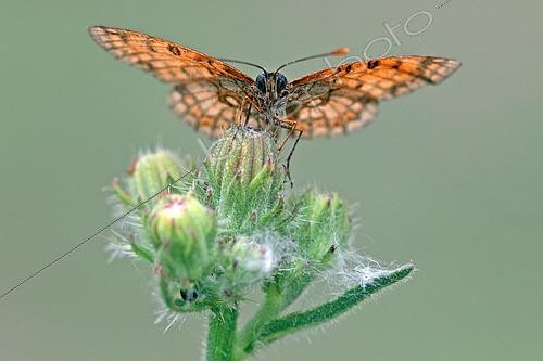 Biosphoto | 2582395 | Heath Fritillary (Melitaea athalia) on an asteraceae, in the garrigue overlooking Lac d'Esparron, at Esparron-du-Verdon in early July, in the Parc Naturel Régional du Verdon. France | &copy; Yves Noto Campanella / Biosphoto