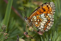 Biosphoto | 2484905 | Heath Fritillary (Melitaea athalia), Vosges du Nord Regional Nature Park, France | &copy; Michel Rauch / Biosphoto
