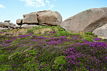 Biosphoto | 2621678 | Heather and pink granite rocks in northern Brittany, France. | &copy; Guy Piton / Biosphoto