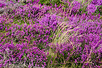 Biosphoto | 2609779 | Heather carpet near Montsarrac in the Gulf of Morbihan, southern Brittany, France. | &copy; Michel Gile / Biosphoto