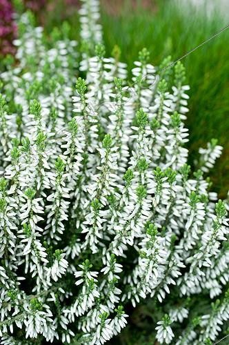 Biosphoto | 965678 | Heather in bloom in a garden | &copy; Frédéric Didillon / Biosphoto