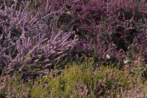 Biosphoto | 86572 | Heather in march  | &copy; Frédéric Didillon / Biosphoto