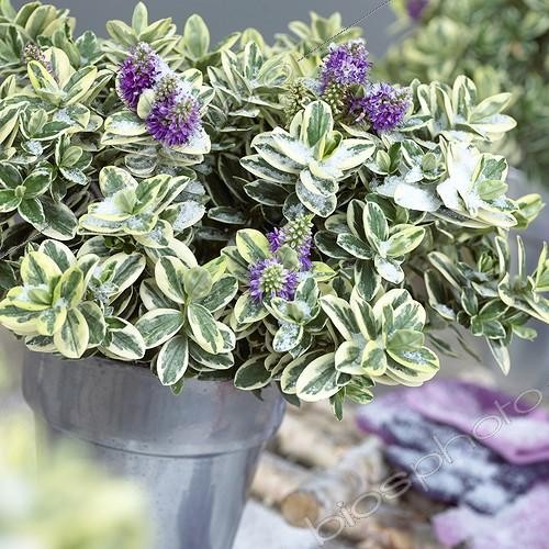 Biosphoto | 1082509 | Hebe | &copy; Visions Botanical / Visions Pictures / Biosphoto