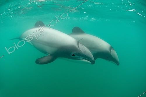 Biosphoto | 1988303 | Hector's Dolphins - Banks peninsula  New Zealand | &copy; Tobias Bernhard Raff / Biosphoto