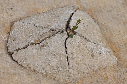 Biosphoto | 1148371 | Hedge false bindweed pushing through a plate of eternit | &copy; Michel Gunther / Biosphoto