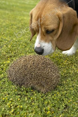 Biosphoto | 514506 | Hedgehog | &copy; Pascal Goetgheluck / Biosphoto