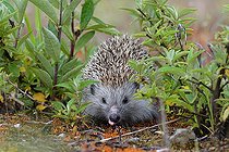 Biosphoto | 2392816 | Hedgehog (Erinaceidae) drinks, Upper Austria, Austria, Europe | &copy; Alfred & Annaliese Trunk / imageBROKER / Biosphoto